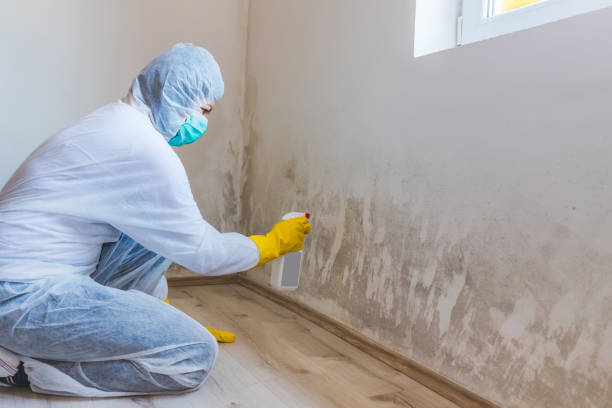 Mold Remediation specialist working in Bartlett