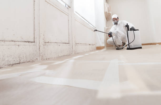 Black mold remediation team in Bartlett